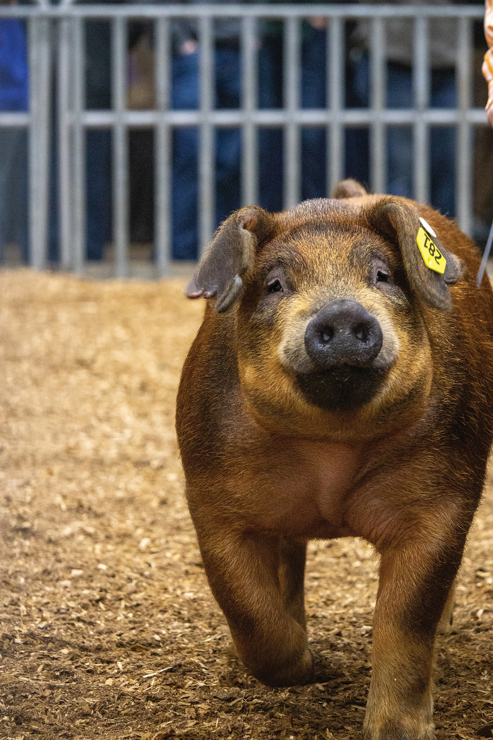 Pigs, cattle, horses, bunnies, goats and more are always part of the Farm Show festivities.