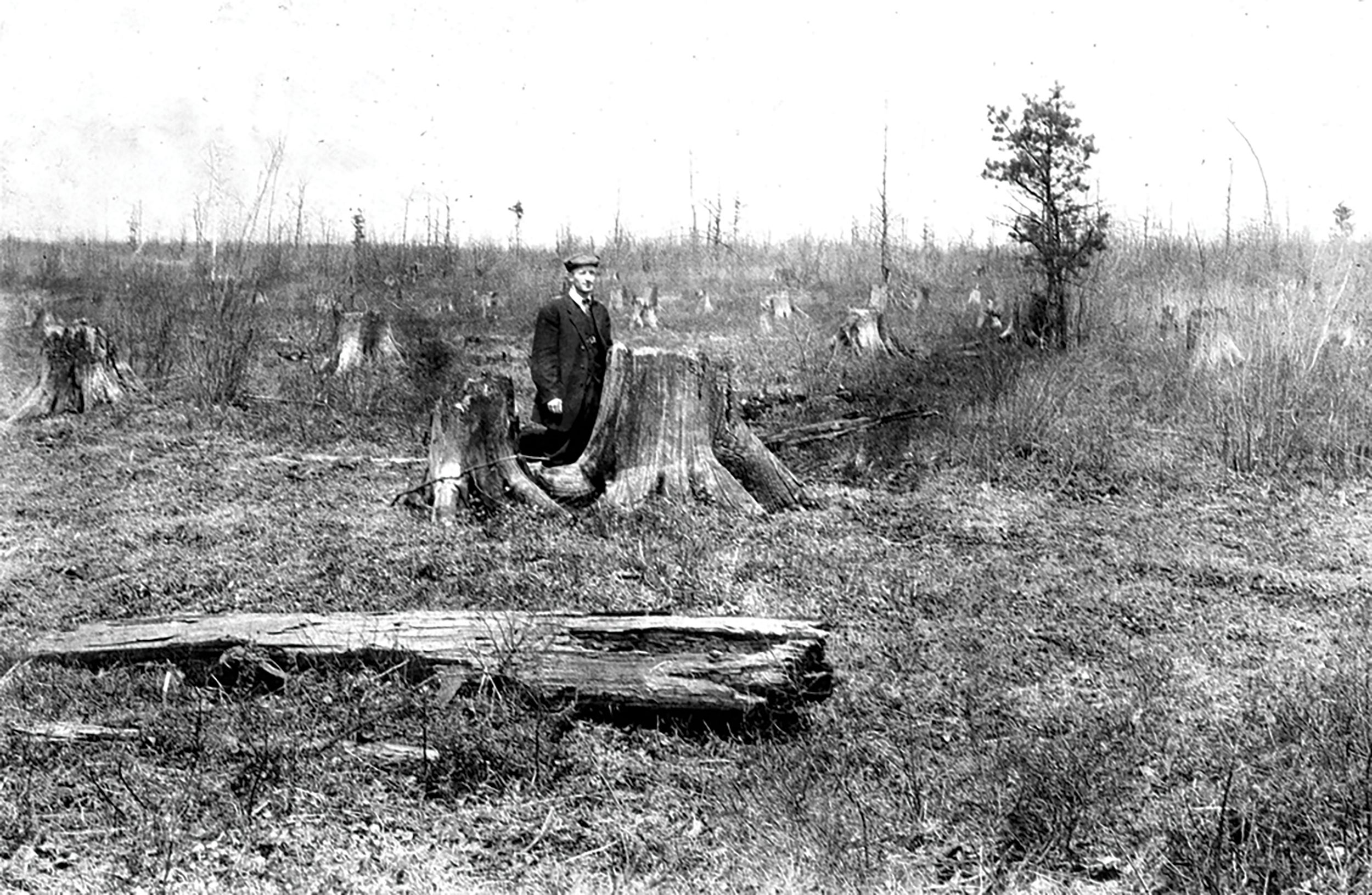 Once lush with towering forests of hemlock and white pine, this barren landscape was a common sight across Pennsylvania in the aftermath of the lumber boom from the mid-1800s to early 1900s