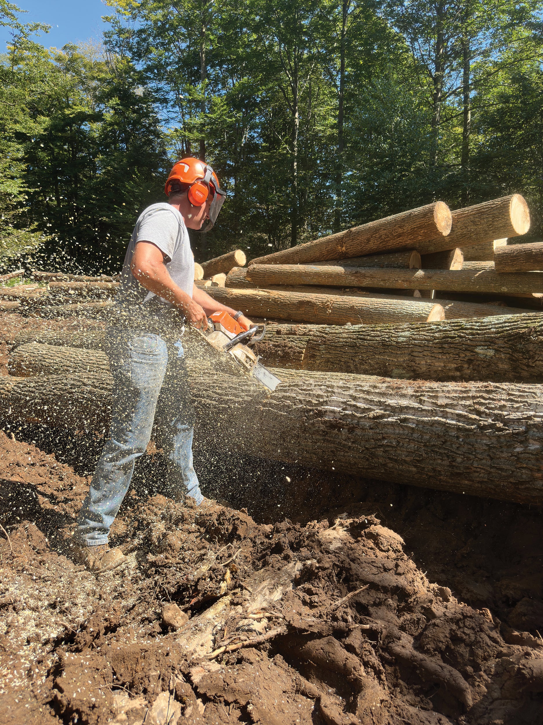 Dan Wettlaufer bucks tulip poplar logs harvested on private property in Lycoming County.