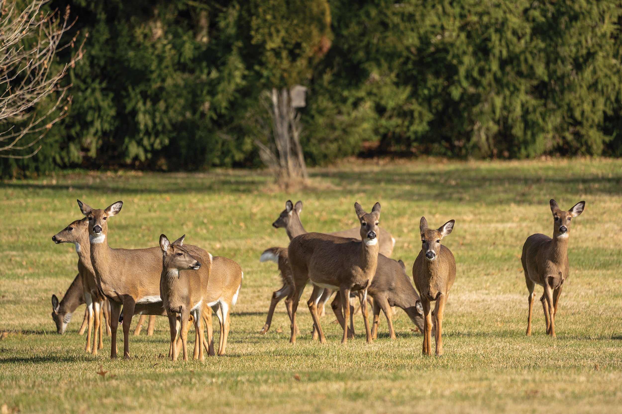 Deer in a grassy field
