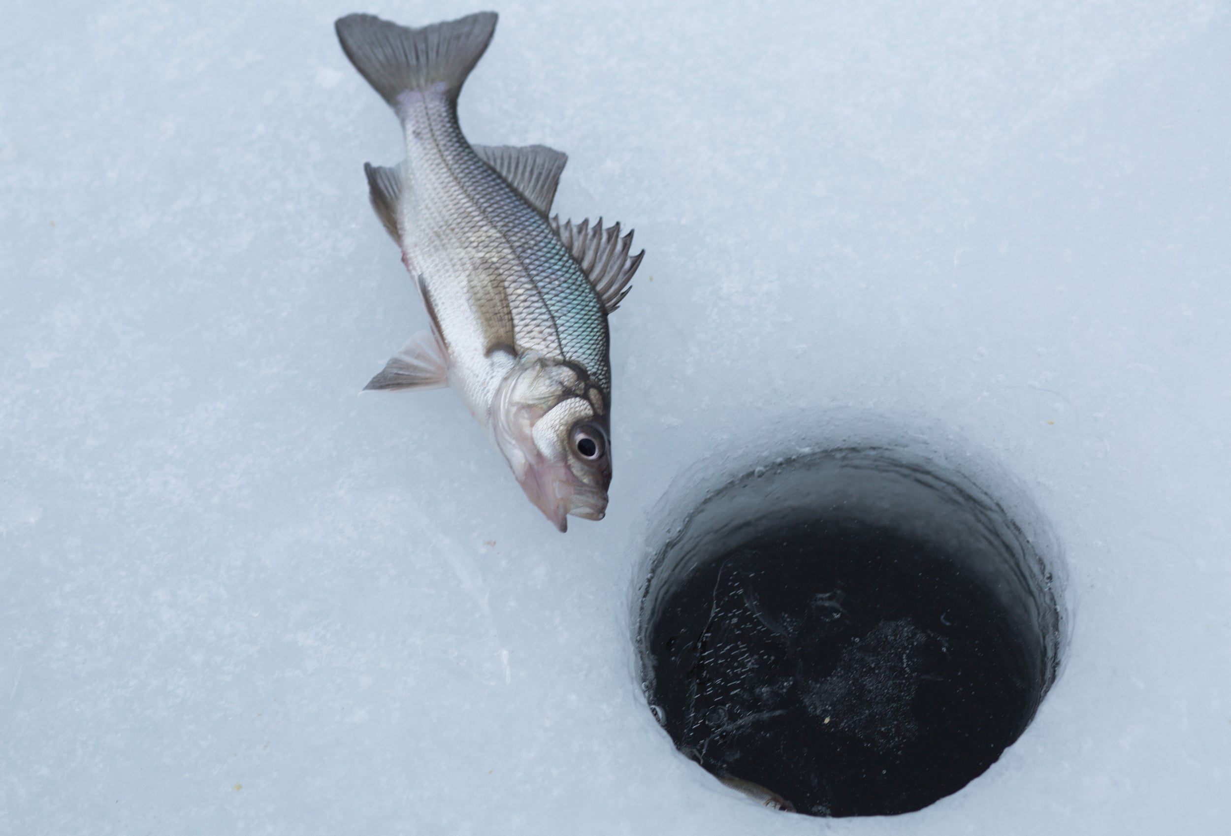 a fish lies besides a hole cut in ice