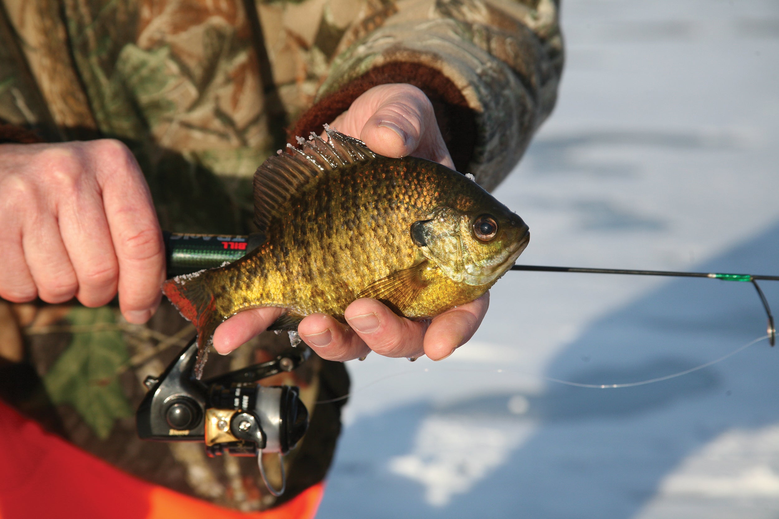 A fisherman holds a bluegill caught in a frozen Pennsylvania lake.