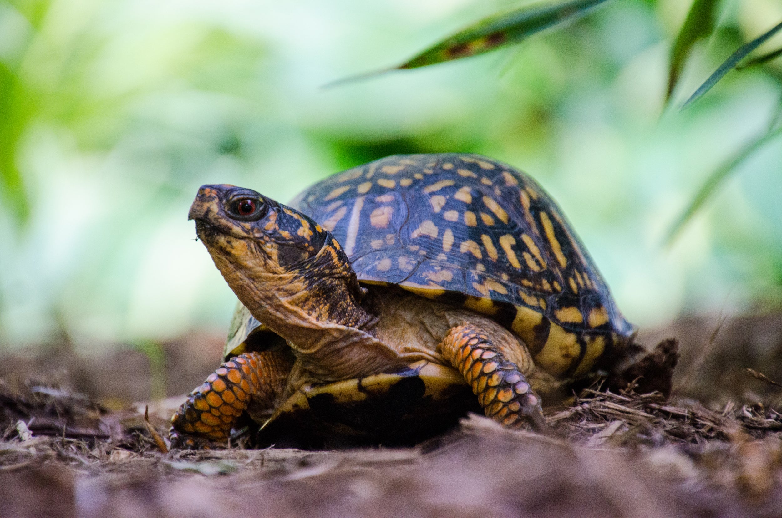 eastern box turtle