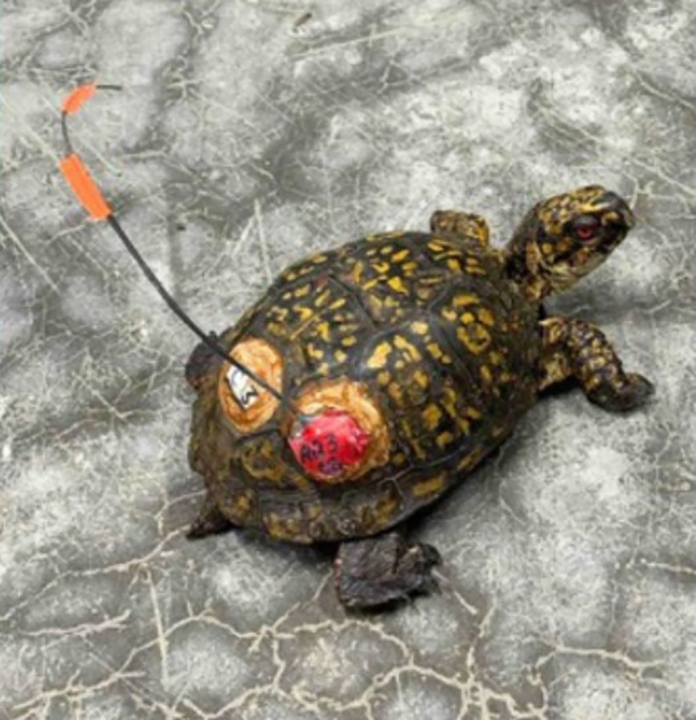 box turtle