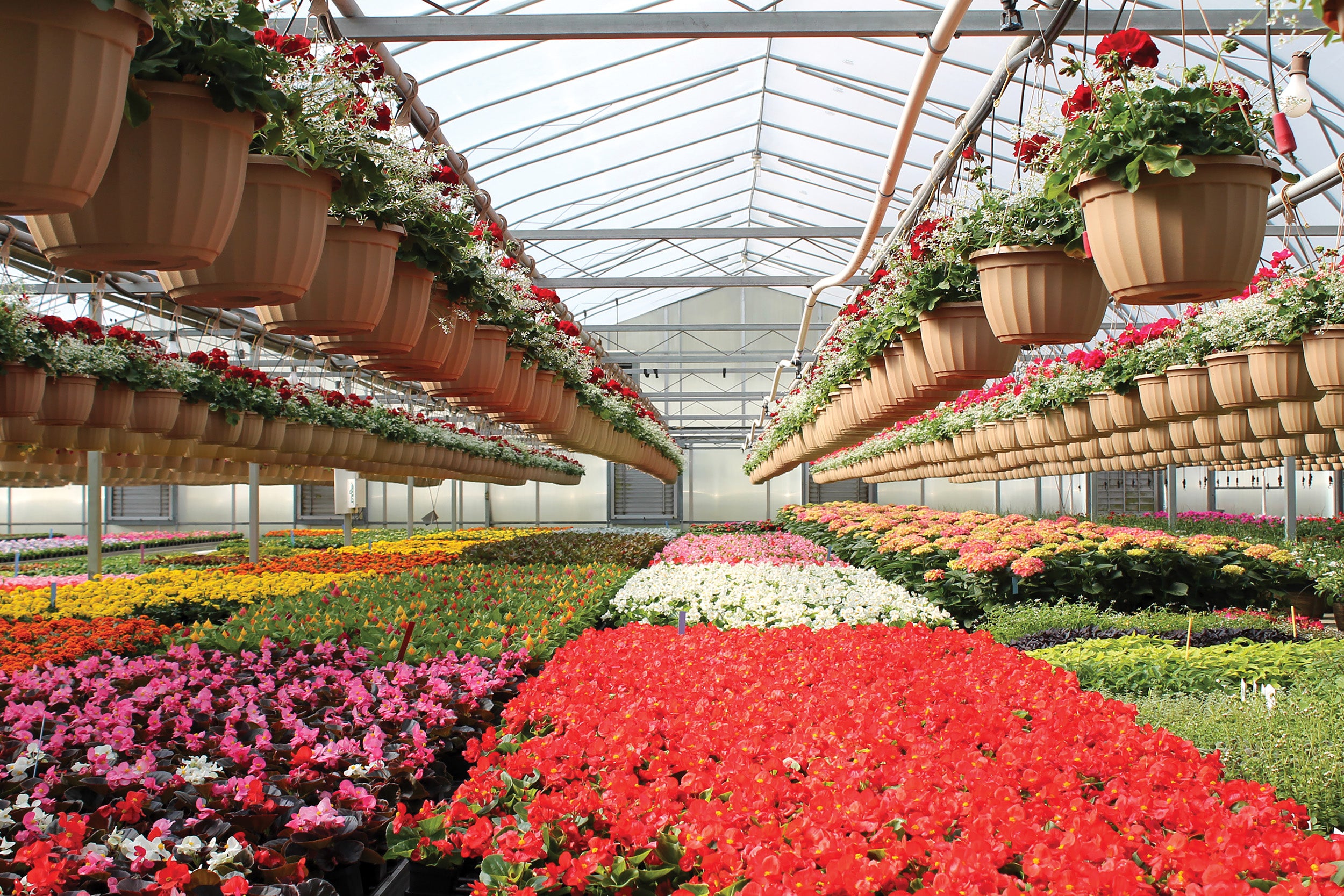 Seasonal flowers are ready for sale at Musselman Wholesale Foliage Inc. in Adams County