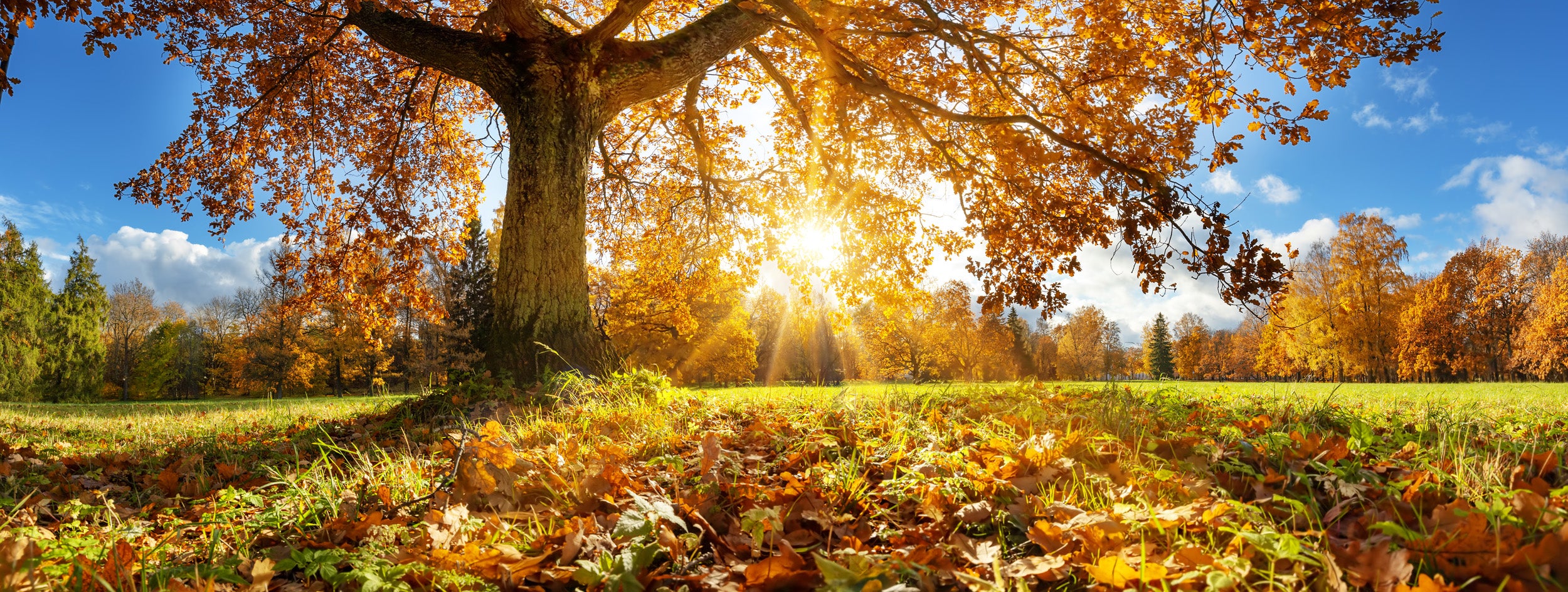 Autum leaves