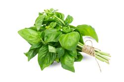 Basil