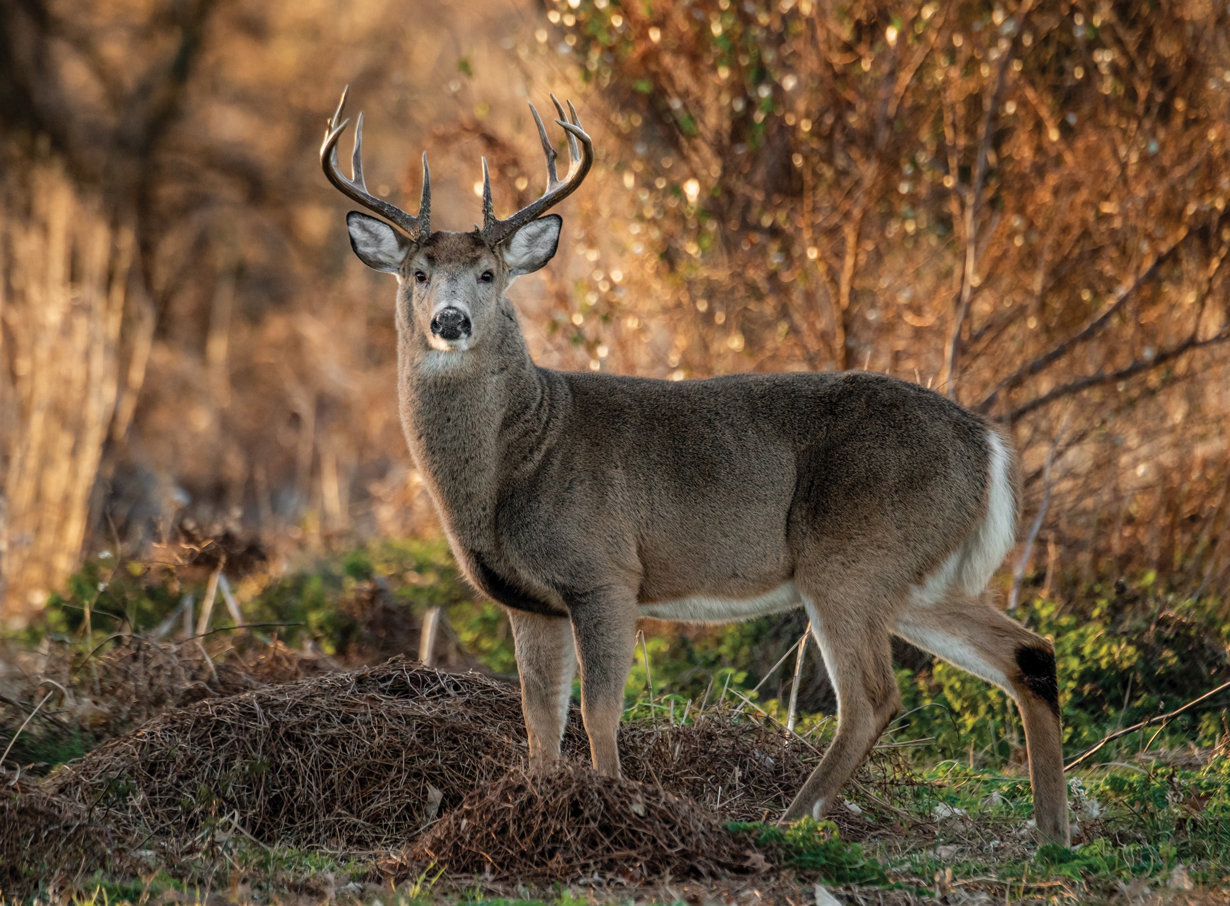 The Pennsylvania Game Commission recently voted to tentatively keep the start date for firearms white-tailed deer season as the Saturday after Thanksgiving. Some have asked to move it to the Saturday before Thanksgiving. The commission will make a final decision on the issue in April.