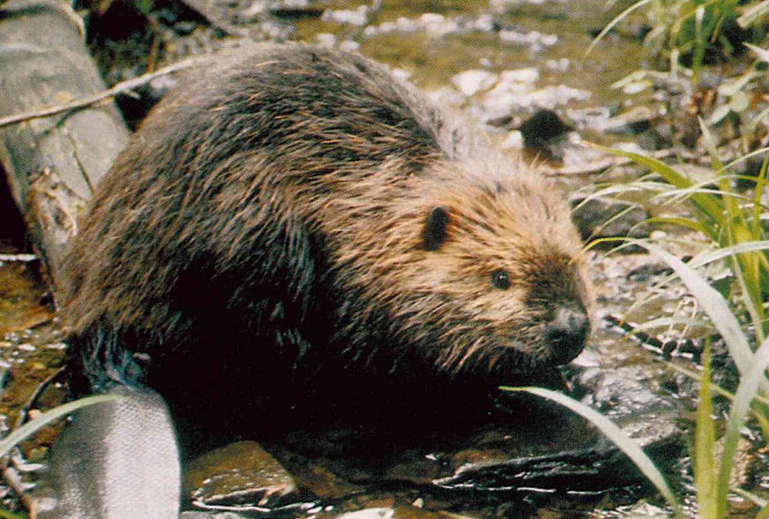 Beaver