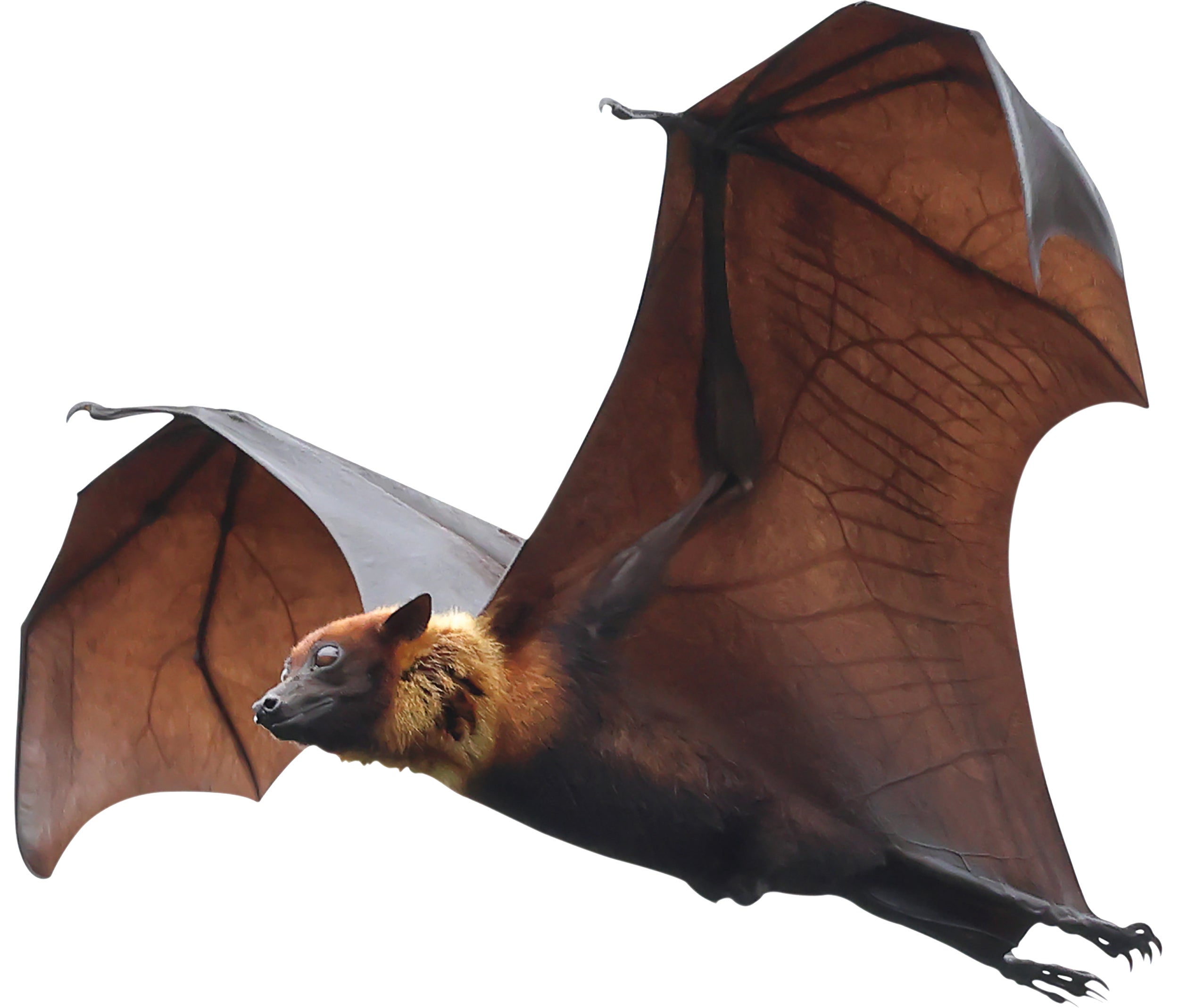 brown bat