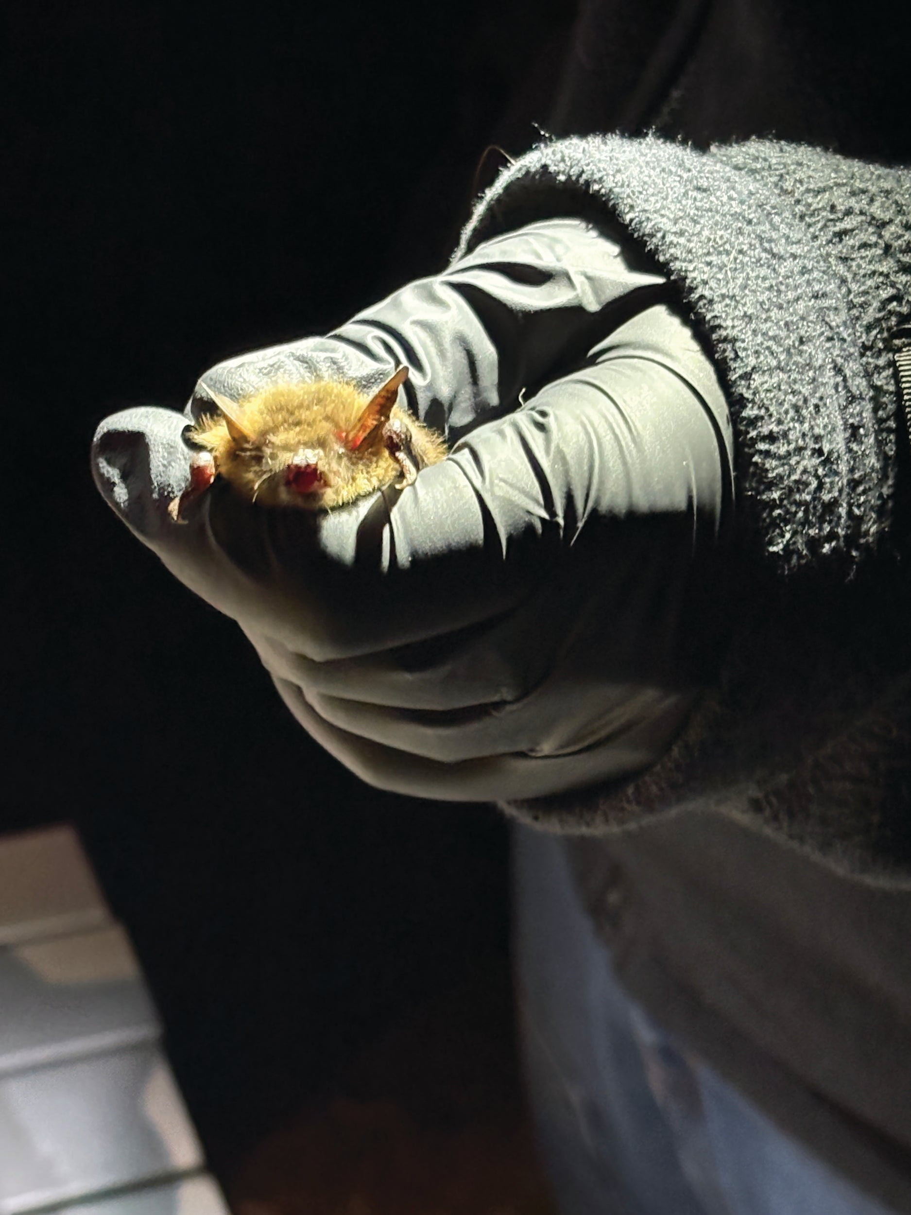 a bat in hand